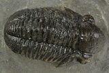 Detailed Proetid (Gerastos) Trilobite Fossil - Morocco #340247-1